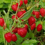 Саженец Земляника Рюгэн в контейнере